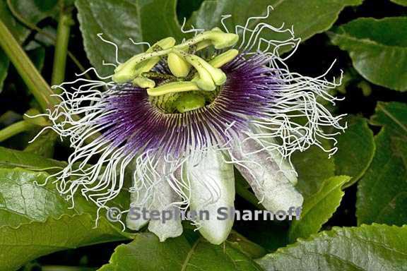 passiflora edulis graphic